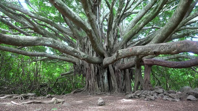Tourist on Pipiwai Trail with the big Banyan tree. Haleakala NP, Maui, Hawaii, USA