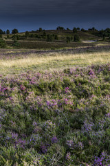 Fototapeta premium summer in german Heath