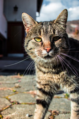 cat looking past camera