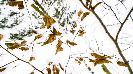 last leafs in winter