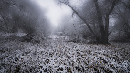 winter in forest