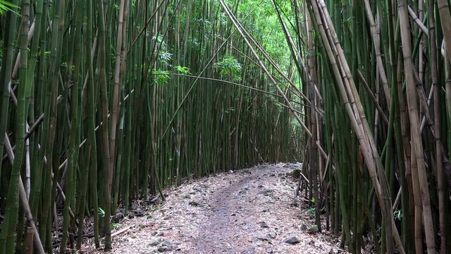 Bamboo forest at Pipiwai Trail. Haleakala NP, Maui, Hawaii, USA