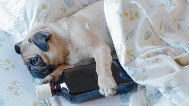 Puppy pug with a bottle of alcohol laying on the bed. Drunk animal. Humour background.