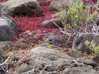 color xerophytic coastal vegetation, Galapagos, Ecuador.