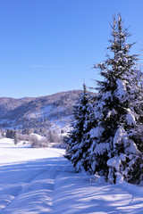 spruce trees on sunny day