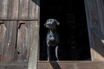 Watchdog in front of the old wooden house