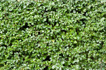 Texture wall of Hokkien tea in garden.