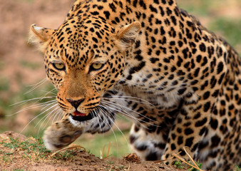 African Leopard (Panthera Pardus) in hunting mode, with front paw elevated and crouching down getting ready to pounce.  South Luangwa National Park, Zambia