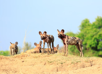 Wild Dogs - Lycaon Pictus - watching and looking alert while standing on a sandbank in South Luangwa National Park, Zambia