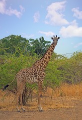 A solitary Giraffe stands looking ahead with a natural bush background in South Luangwa National Park, Zambia