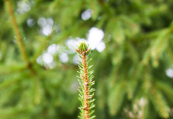 Green prickly fluffy fir tree branch close up.