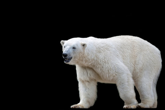 Polar Bear On A Black Background