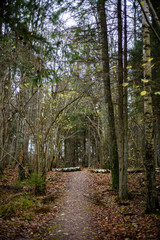 old wooden boardwalk covered with leaves in ancient forest