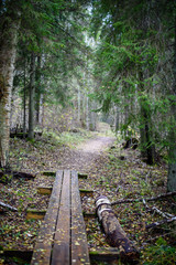 old wooden boardwalk covered with leaves in ancient forest