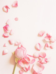 Roses and rose petals on a textured paper pink background. Background for Mother's Day, St. Valentine's Day, March 8. Top view, flat lay.