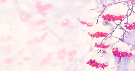  Natural background. Bright red berries of mountain ash covered with snow..Toning in vintage style.