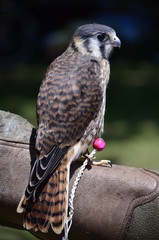 Close up of a peregrine falcon