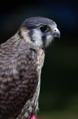 Close up of a peregrine falcon