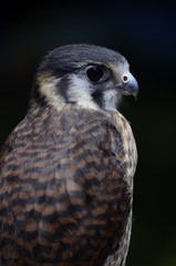 Close up of a peregrine falcon