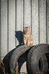 Adorable abandoned cat standing on old car tyres with corrugated steel background © Neeqolah