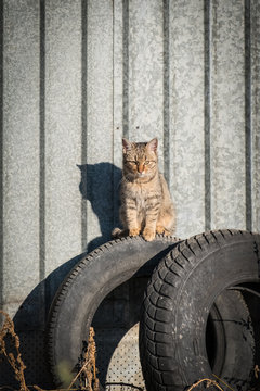Adorable abandoned cat standing on old car tyres with corrugated steel background