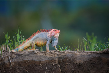 Green Iguana,Iguana iguana, adult male in threatening attitude, displays the dewlap under its neck and spines. Isolated, red form,Costa Rican iguana on the rim of river bed in its natural environment.