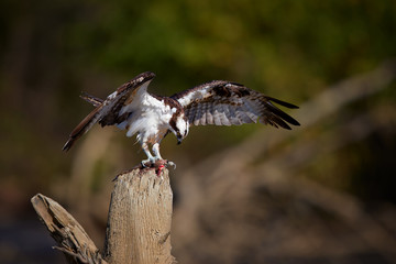 Wild Osprey, Pandion haliaetus. Bird of prey with outstretched wings, eating fish on dead tree trunk. Close up wild raptor with prey. Isolated on blurred background. Tarcoles,  Puntarenas, Costa Rica.