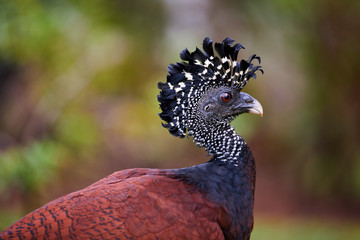 Isolated on blurred background, portrait of pheasant-like bird from rainforest, Great curassow, Crax rubra. Female with erected crest. Boca Tapada rainforest area, Costa Rica, Central America.