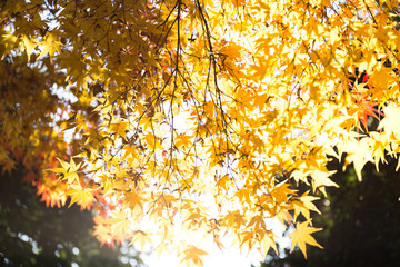 Obraz premium 紅葉