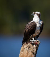 Vertical portrait of wild Osprey, Pandion haliaetus. Bird of prey eating fish on dead tree trunk. Close up wild raptor with prey. Isolated on blurred background. Tarcoles,  Puntarenas, Costa Rica.