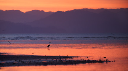 vening view of the Pacific Coast of Tarcoles lit by the setting sun, glittering waves against a mountainous island. The silhouette of the heron in the small lagoon. Paradise landscape. Tarcoles, Costa