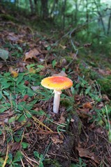 Pilz