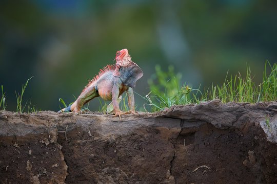 Green Iguana,Iguana iguana, adult male in territorial attitude, displays the dewlap under its neck and spines. Isolated, red form,Costa Rican iguana on the rim of river bed in its natural environment.