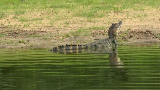 Yacare Caiman, (Caiman yacare) on riverbank , in green river of the Pantanal wetlands,  Brazil