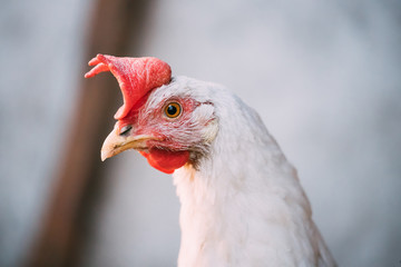 Close Up White Chicken In Rustic Farm Yard