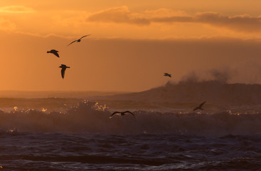Fototapeta na wymiar Birds flying over waves at sunset on coast in Iceland in winter
