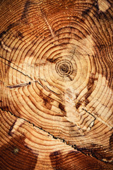 detail of cut spruce wood