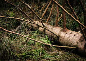 A detail of a fallen spruce after a windy storm