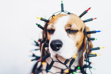 Head portrait of beagle dog decorated with fairy lights