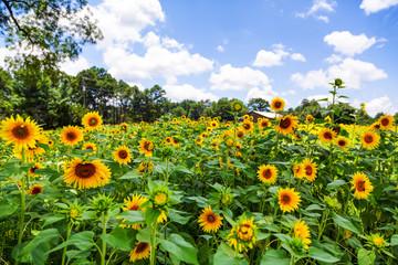 Field of Bright Sunflowers