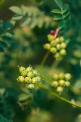 close-up of organic coriander(Coriandrum sativum) flower, fruit and leaves.