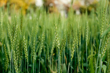 Fototapeta na wymiar close up of fresh organic green whole wheat in India 