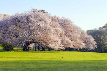 Poster de jardin Fleur de cerisier 光と桜とさんぽ