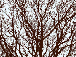 Obraz premium Branches of the deciduous trees in winter