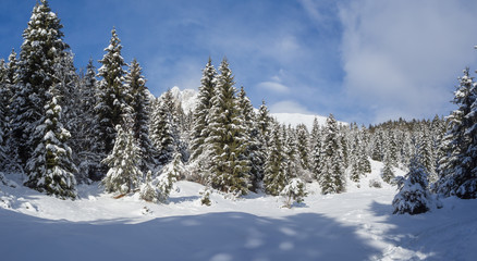Pines covered with snow flakes after the snowfall