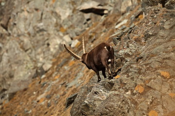 Obraz premium Capra ibex. Photo was taken in Italy. It is found in southern Europe, less in the Western and southern Asia and North Africa. Wildlife of Italy. Autumn in nature.