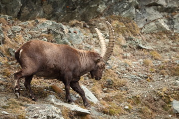 Capra ibex. Photo was taken in Italy. It is found in southern Europe, less in the Western and southern Asia and North Africa. Wildlife of Italy. Autumn in nature.