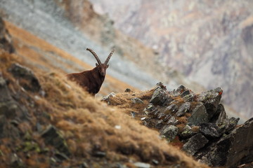 Capra ibex. Photo was taken in Italy. It is found in southern Europe, less in the Western and southern Asia and North Africa. Wildlife of Italy. Autumn in nature.