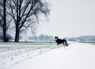 Siberian Husky on a snow covered road in Bavaria, Germany