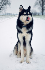 Siberian Husky sitting on a snow covered road in Bavaria, Germany